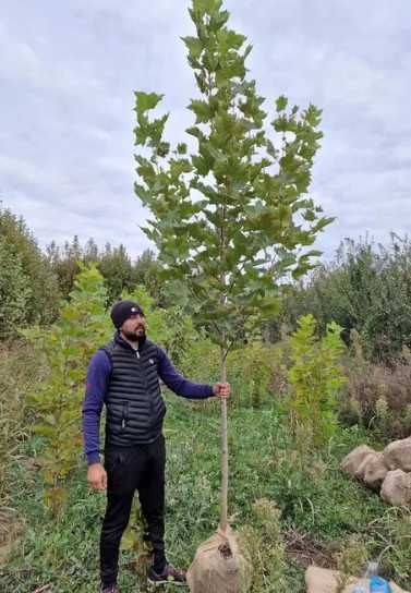 Arbori Foioși 3-5m | Tei, Mesteacăn, Platan | La Balot