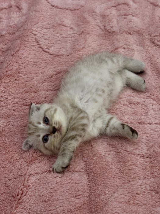 Шотландские котята