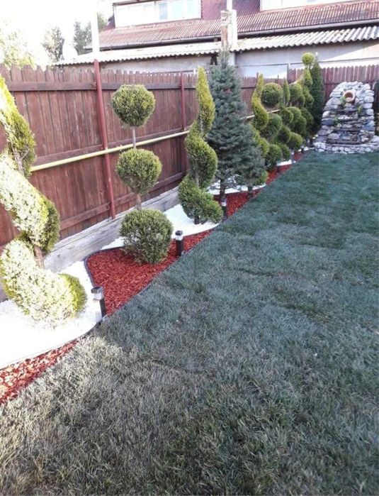 Vand mesteacan alb copaci ornamentali plante oriunde in tara