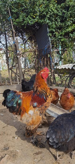 Familie de găini 7+1