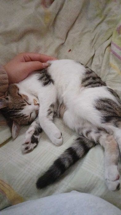 котенок ищет дом