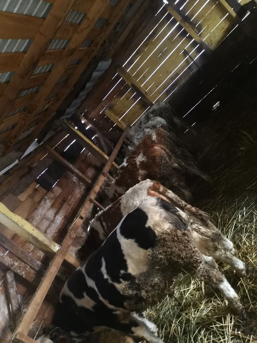 Vand 7 taurasi de rasa varsta cuprinsa 6 7  luni