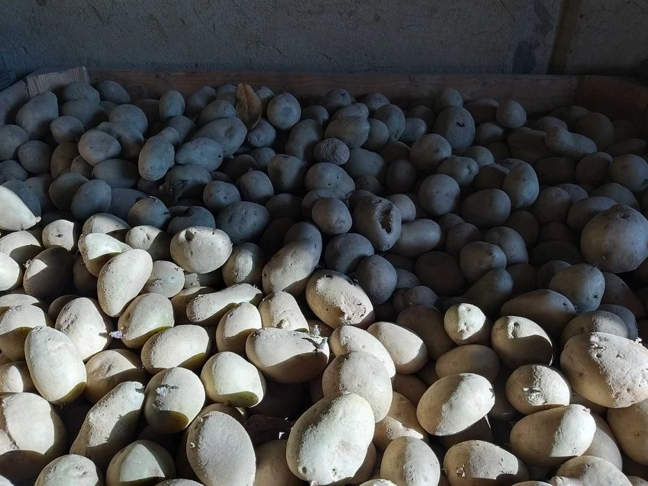 Cartofi din productie proprie