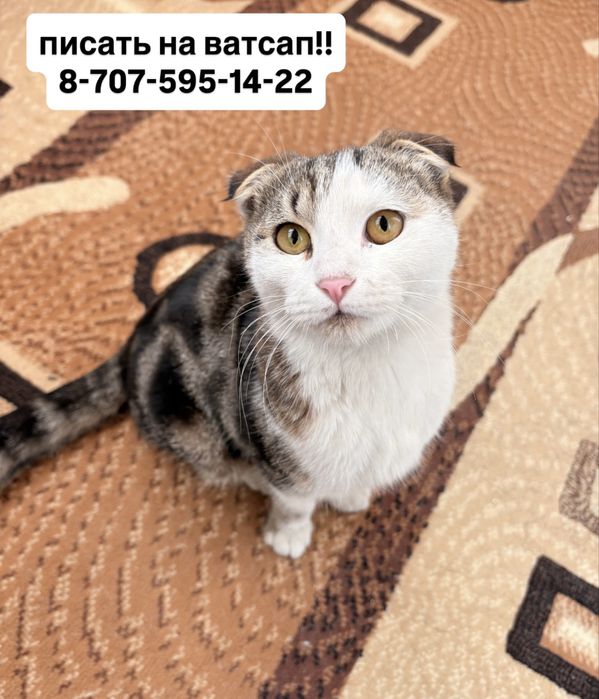 молодой кот ищет дом