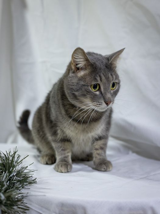 Яська, наидобрейший кот!