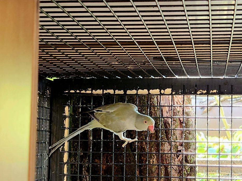 Femela micul alexandru gri turquoise opalin / Cap coada