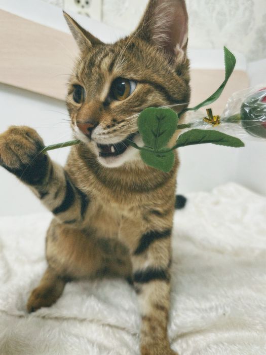 Отдам в хорошие руки