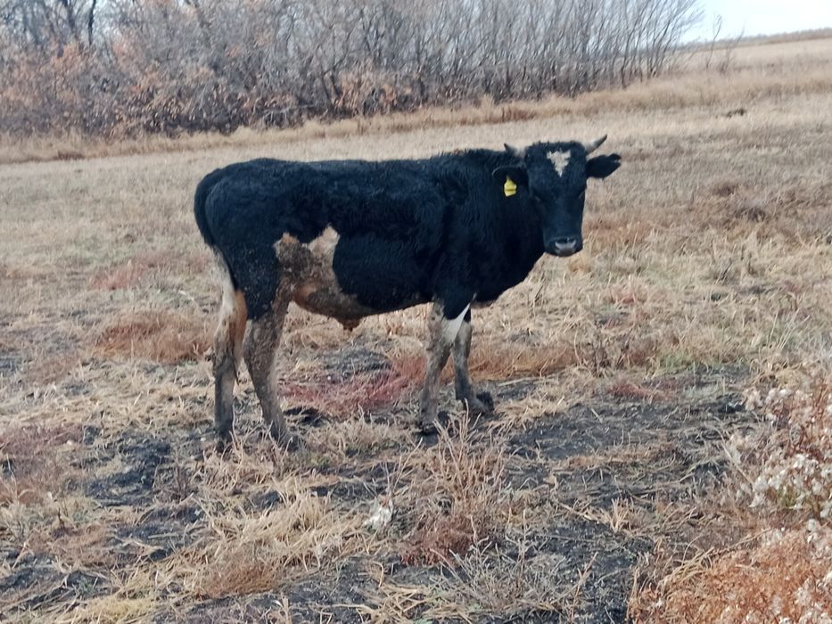 Продам бычков 11 голов