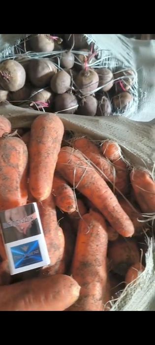 Продам морковь 95 тенге