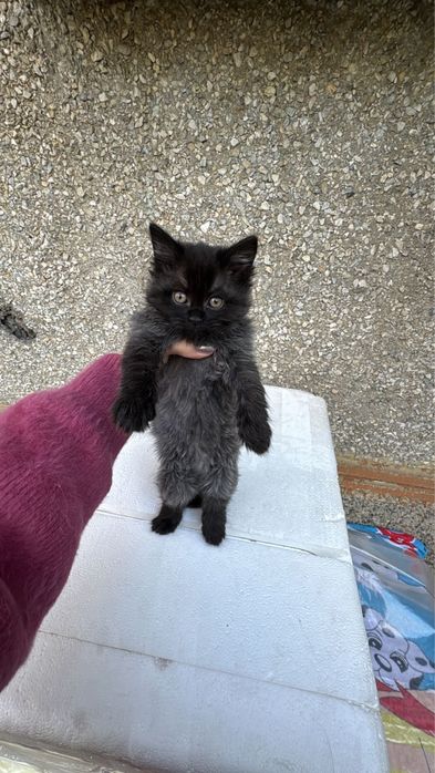 Котята Пушистики