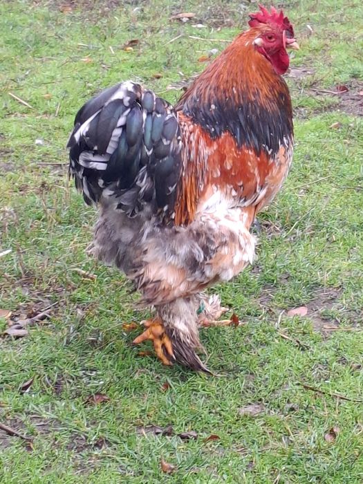 Cocos cochinchina uriaș