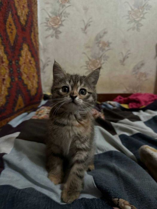 Отдам котят девочки