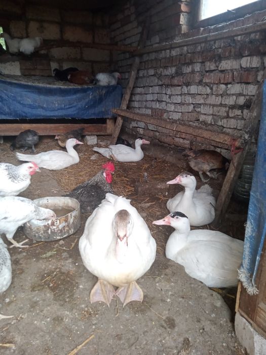 Продаем Мускусная утка. Селезени на племя