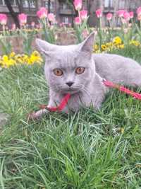 Pisicuță British Shorthair Blue