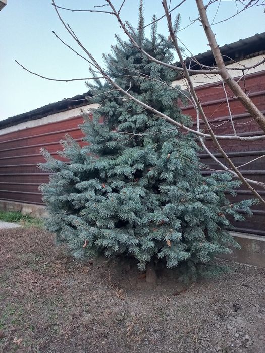 Продам голубую ель