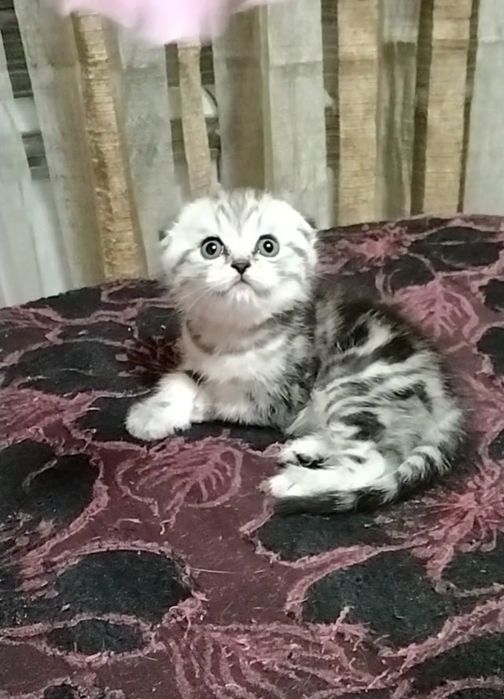 Две девочки. Скоттиш Фолд.