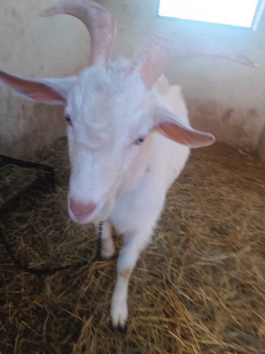 Vând țap de un an