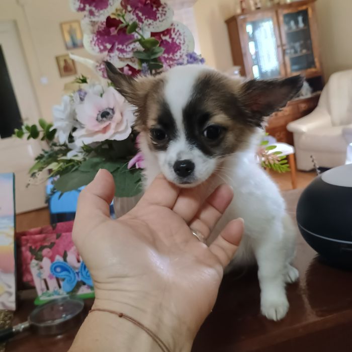 Fetiță Chihuahua 3 Luni