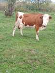 Vand vaca fatata recent