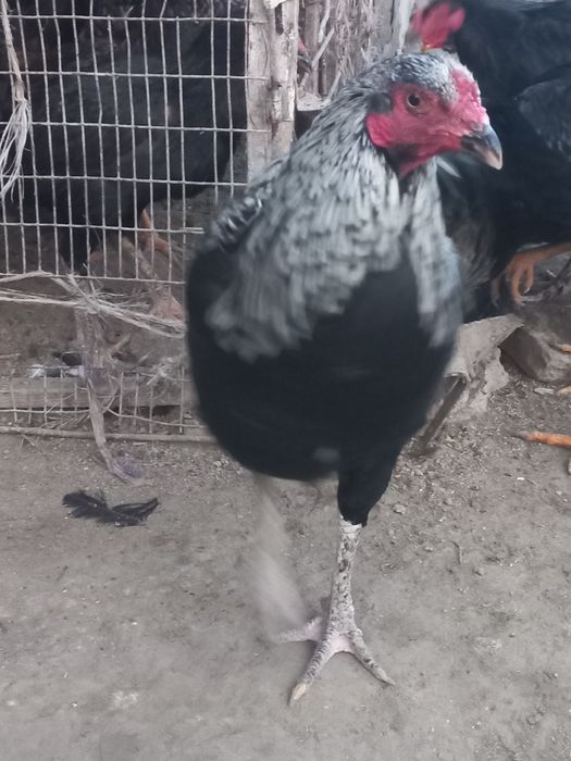 Хўроз ва қуёнлар сотила