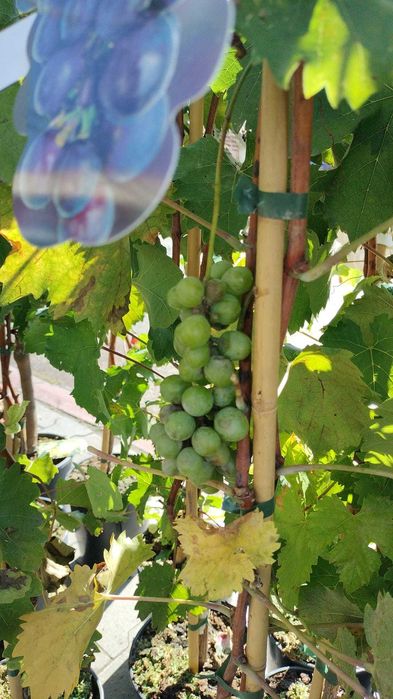 Vita de vie la ghiveci anul 3 pe rod de masa cu si fara samburi