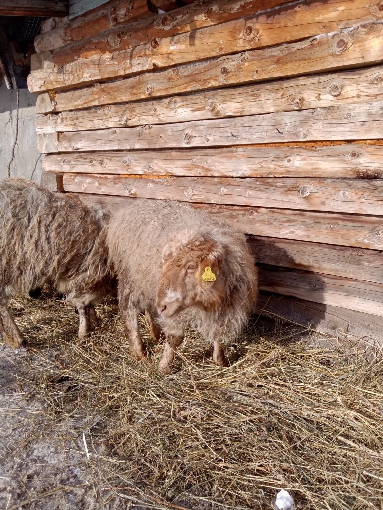 Продам баранов и ярок