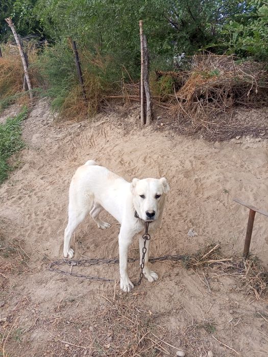 Животные собаки продам срочно нужны деньги