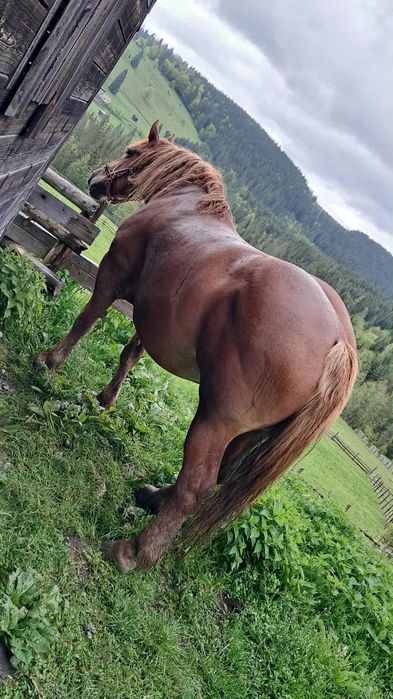 Vând iapă gestantă