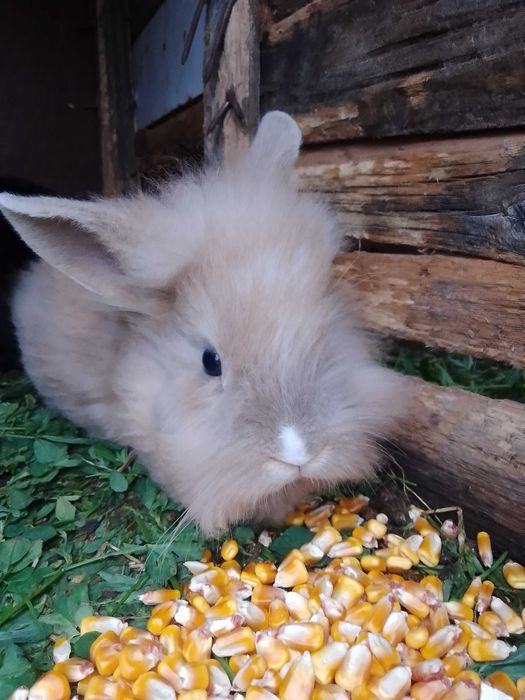 Vând iepuri de rasă cap de leu