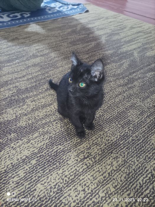 Пышык кишкантай кара.