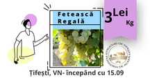Struguri vin alb – Fetească Regală