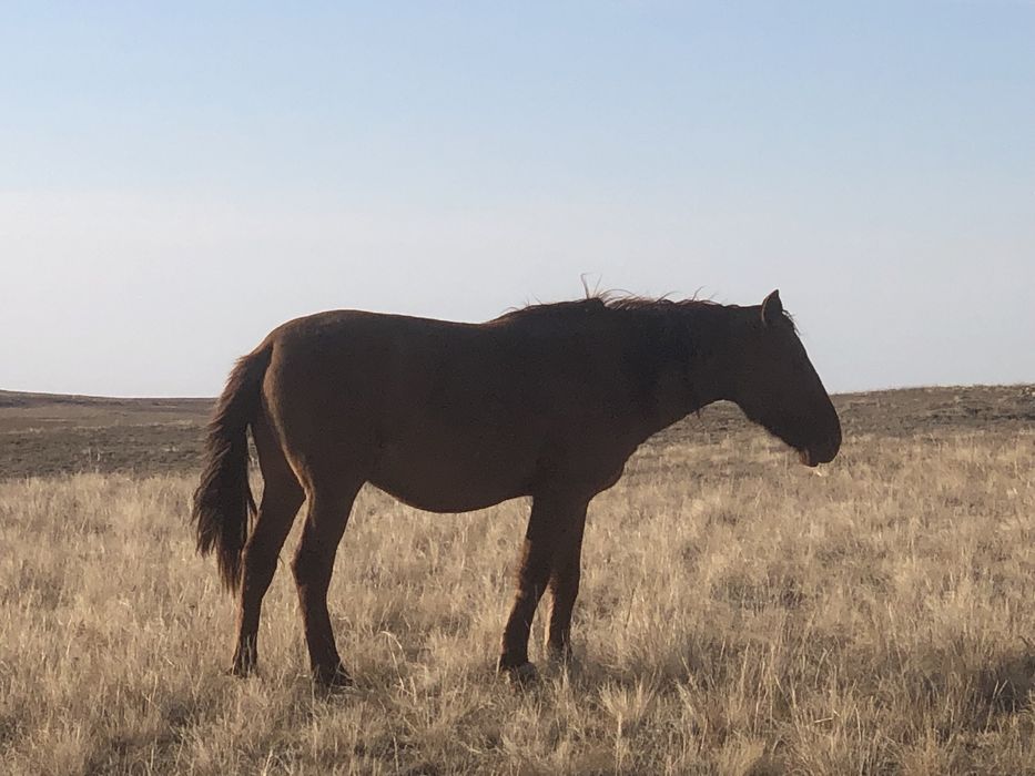 Айғырлыққа құнандар сатылады