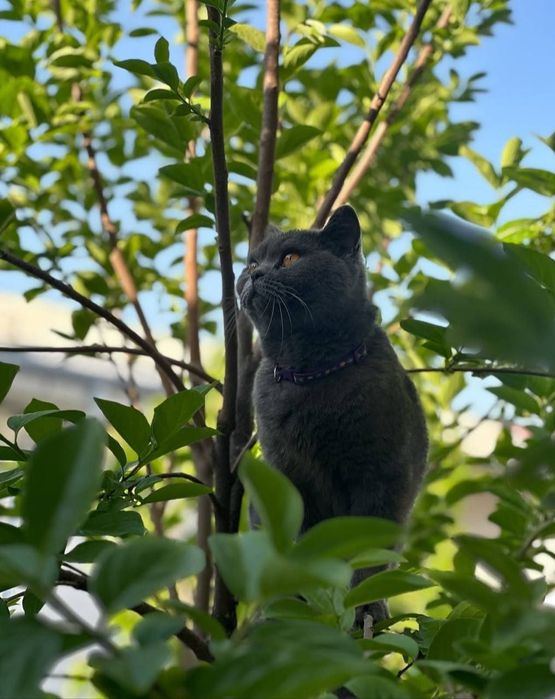 Qiz mushuk sotiladi soglom.aqli