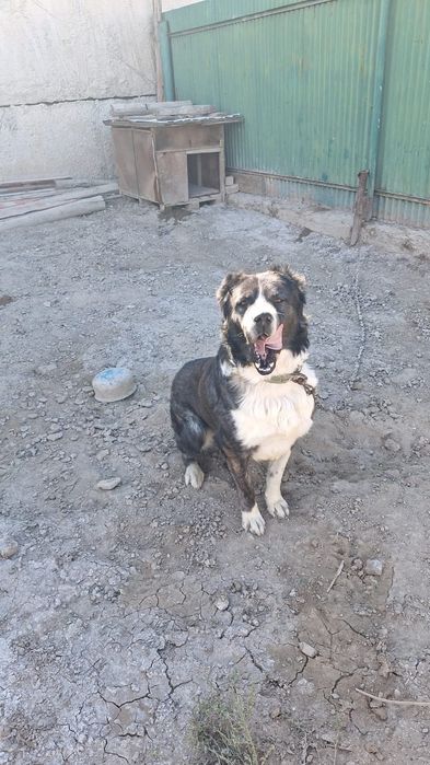 Алабай сатылады ірі