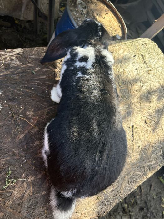 Masculi berbec german 11 luni si 7 luni