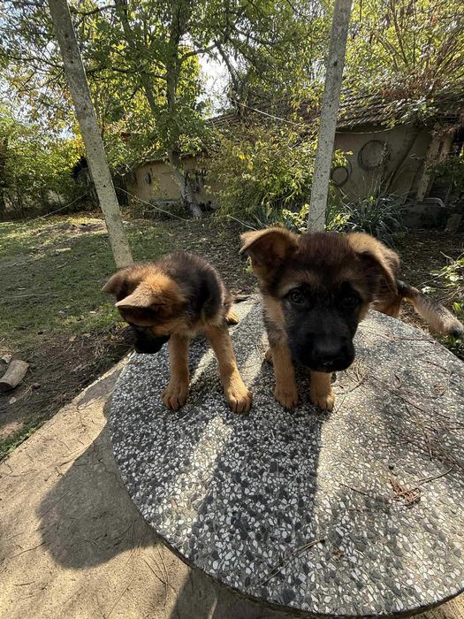 * Немски овчарки *