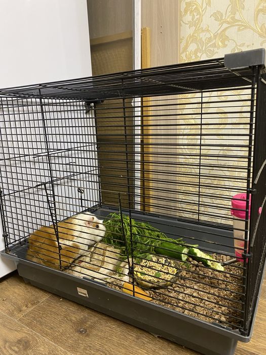 Клетка с хомяком, посудой, поилкой и кормом