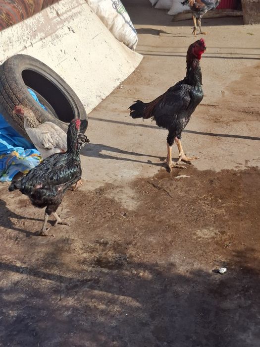 Дакан тауықтар сатылады