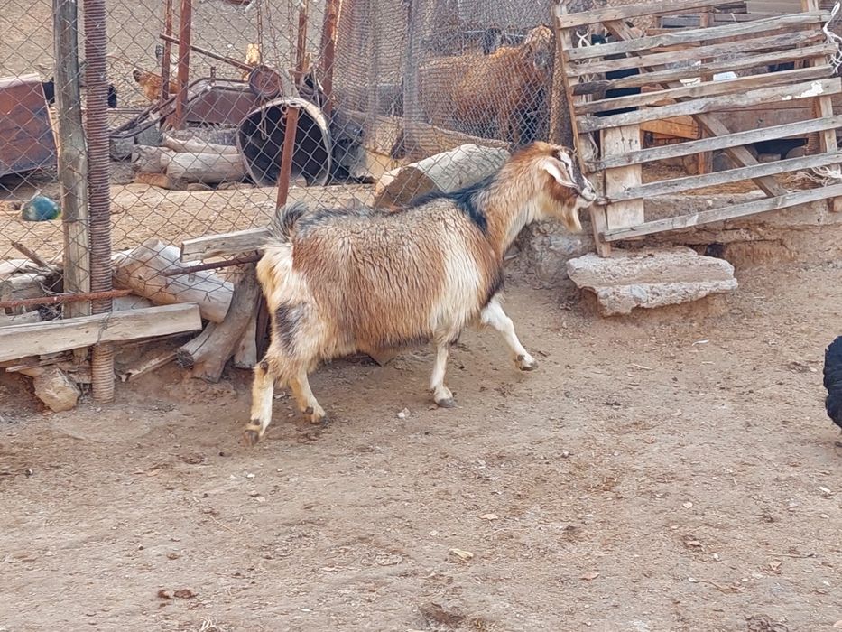 Семіз жем жеп тұрған бойдақ ешкілер сатылады