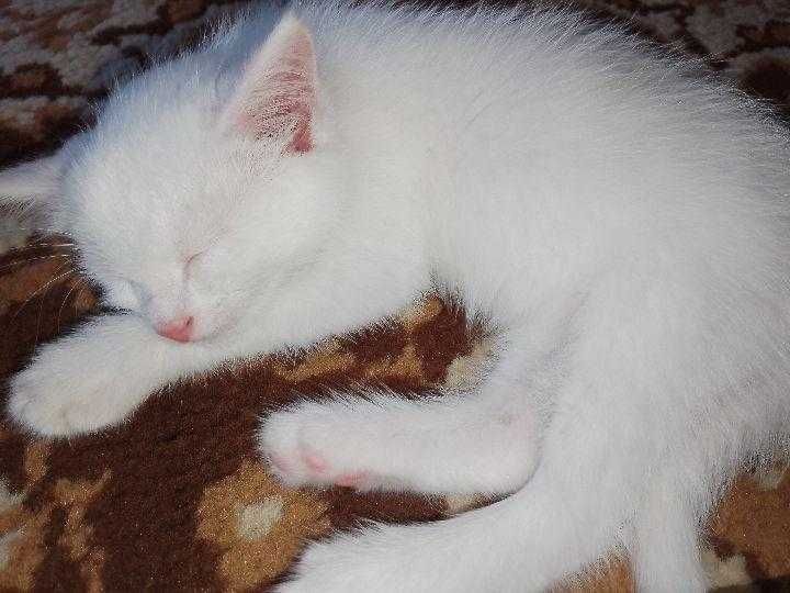 Bepul beriladi. Faqatgina yaxshi qarayman degan odamga