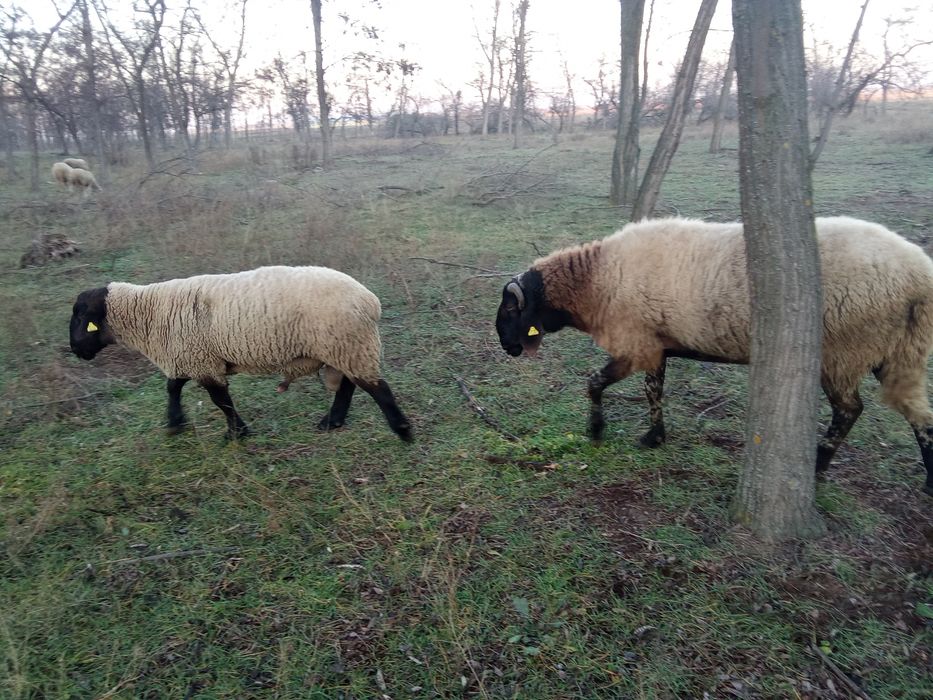 Vând berbeci 2 ani jumătate
