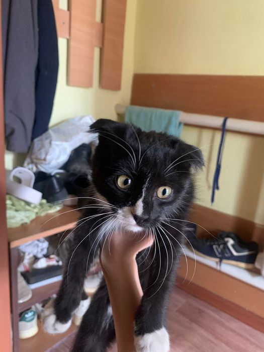 котенок мальчик порода
