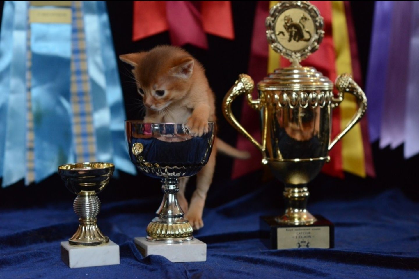 Чаузята чемпионы международных выставок.