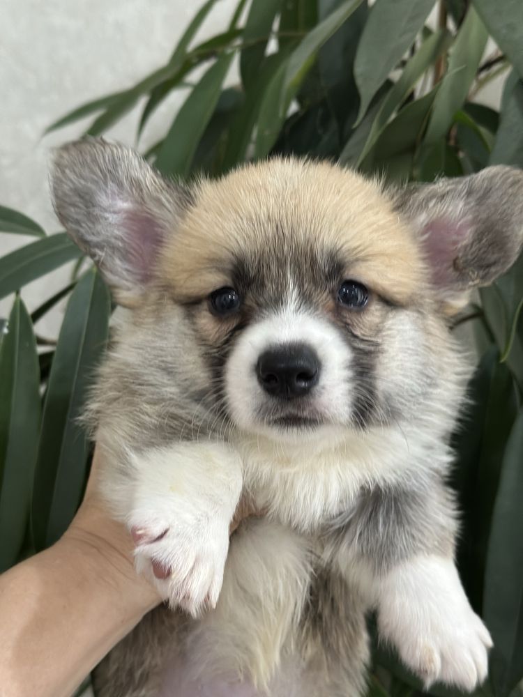 Шикарные вельш корги