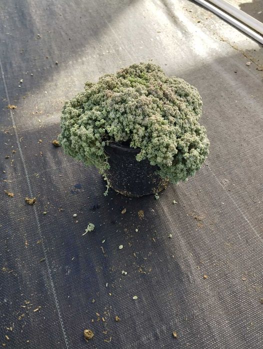 Зелени приятели за дома – сукуленти само по 6 лв! Зарадвайте себе си