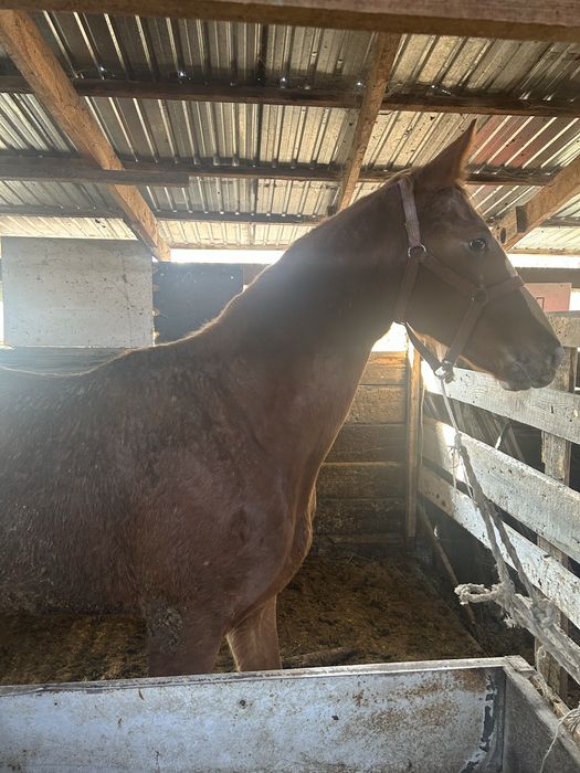 Таза қанды ұрғашы тай