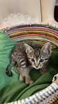 Adoptie pisoi gratuit