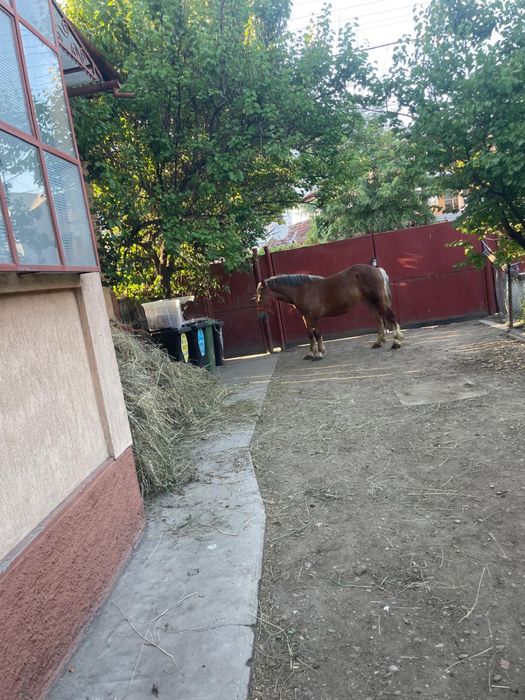 Vand manza de 1 an si doua luni