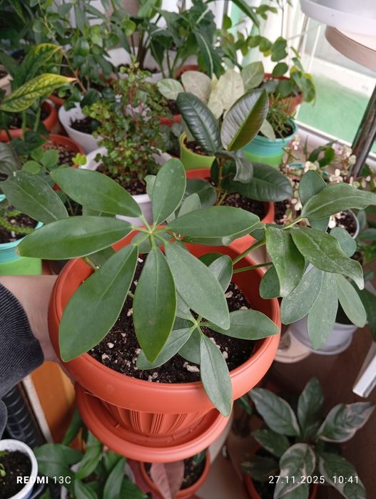 Продам комнатные растения