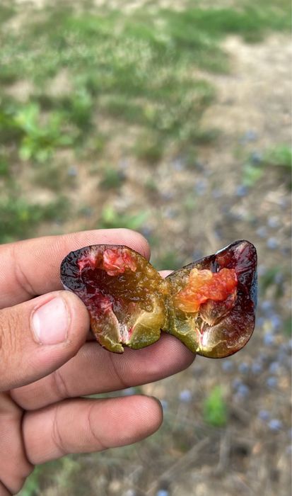 Vindem prune pentru palinca